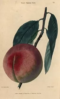 Fruit and leaves of the French Mignonne peach