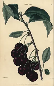 Mcintosh Prints: Fruit and leaves of the Morello cherry, Prunus cerasus