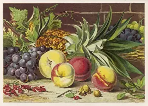 Pine Apple Prints: Fruit / Peaches Grapes Etc