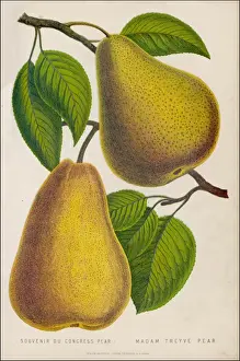 FRUIT / PEAR
