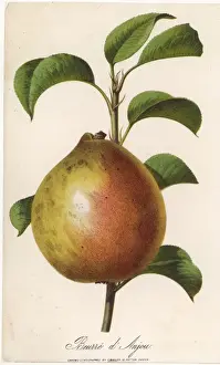 FRUIT / PEAR