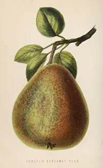 Bergamot Prints: Fruit / Pear Bergamot