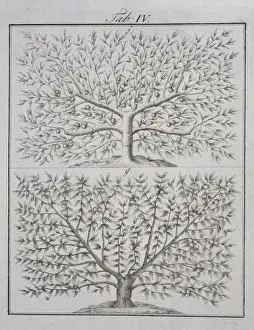 Two fruit trees
