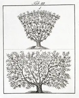Pomona Franconica Prints: Two fruit trees