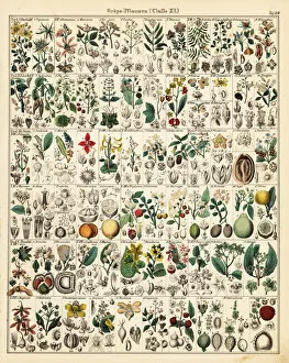 Allgemeine Gallery: Fruit trees and plants