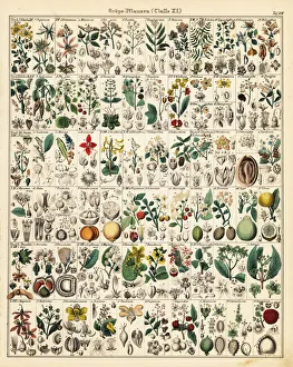 Lemon Collection: Fruit trees and plants