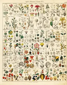 Fruit trees and plants