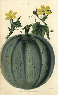 Fruit and yellow flowers of the green-fleshed Fruit and yellow flowers of the green-fleshed