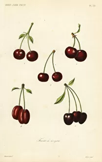 Prunus Gallery: Fruits, Fruits a noyau