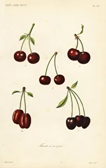 Reveil Collection: Fruits, Fruits a noyau