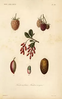 Fruits, nuts and berries, fruits en baies, fruits a noyau