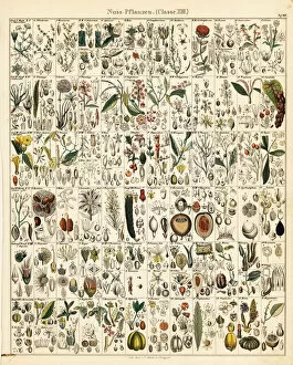 Fruits, nuts and seeds