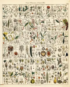 Allgemeine Gallery: Fruits, nuts and seeds