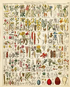 Fruits, nuts and seeds