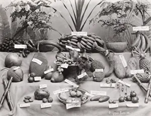 Fruits of Singapore, laid out and labelled