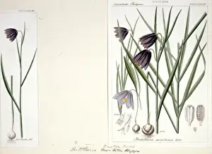 Liliales Prints: Frutillaria montana