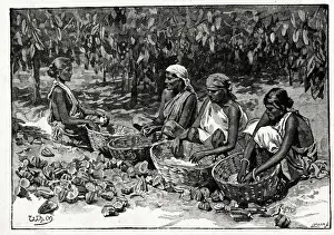 Frys Cocoa and Chocolate, Cocoa Plantation, Sri Lanka