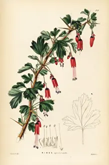 Fuchsia-flowered gooseberry, Ribes speciosum