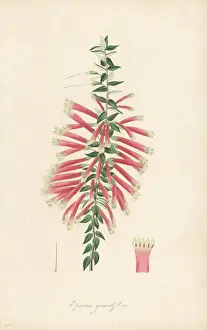 Volume 1 Prints: Fuchsia heath or cigarette flower, Epacris longiflora