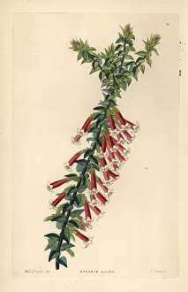 Fuchsia Collection: Fuchsia heath, Epacris longiflora