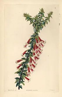 Miniata Collection: Fuchsia heath, Epacris longiflora