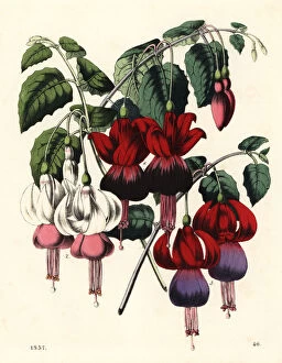Fuchsia Collection: Fuchsia hybrid varieties
