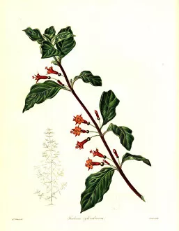 Withers Collection: Fuchsia parviflora