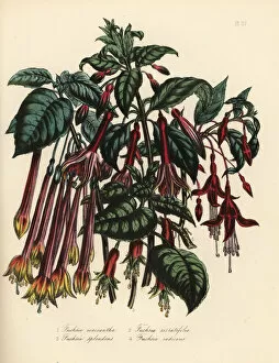Fuchsia Collection: Fuchsia species
