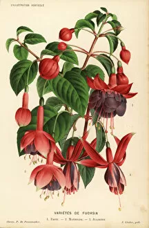 Pannemaeker Collection: Fuchsia varieties: Fritz, Mathilde and Juliette