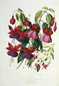 Fuchsia Collection: Fuchsias sp. Princess of Wales