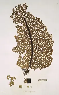 Alga Prints: Fucus agarum, kelp