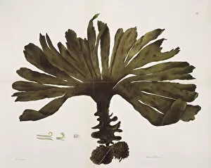 Chromista Collection: Fucus bulbosus, kelp