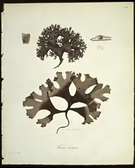 Fucus crispus, kelp