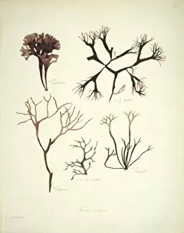 Chromista Collection: Fucus crispus, kelp