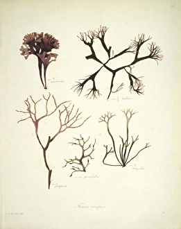 Algal Gallery: Fucus crispus, kelp