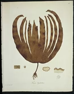 Alga Gallery: Fucus digitatus, kelp