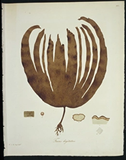 Algal Gallery: Fucus digitatus, kelp