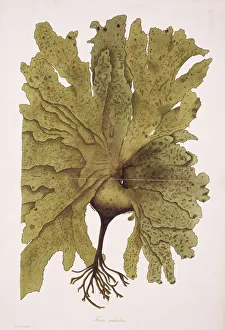 Algal Gallery: Fucus radiatus, kelp