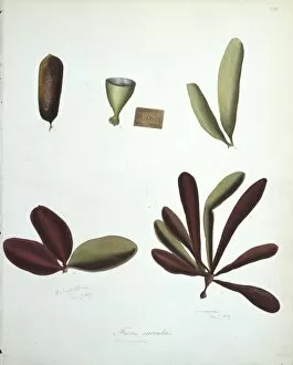 Chromista Collection: Fucus saccatus, kelp