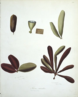Algal Gallery: Fucus saccatus, kelp