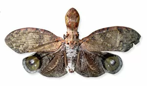 Lepidoptera Collection: Fulgora laternaria, peanut head bug