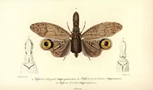 Peanut Gallery: Fulgora species, South American lantern fly