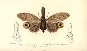 Alligator Gallery: Fulgora species, South American lantern fly