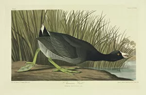 Gruiformes Collection: Fulica americana, American coot