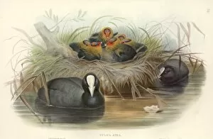 Eggshell Gallery: Fulica atra, common coot