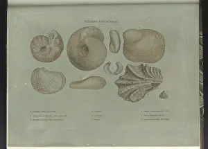 Sowerby Prints: Fullers Earth fossils