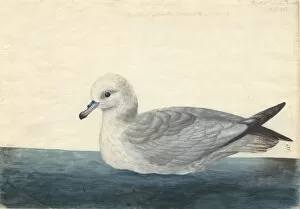 Seabird Gallery: Fulmarus glacialoides, southern fulmar