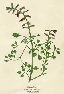 Fumaria Prints: FUMARIA OFFICINALIS