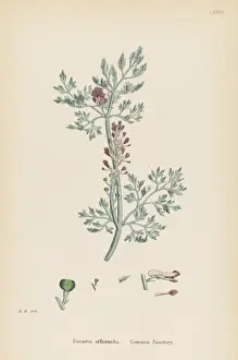 Fumaria Officinalis