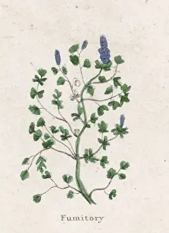 Fumaria Prints: Fumaria Officinalis